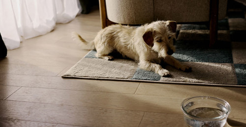 A dog with reverse osmosis water